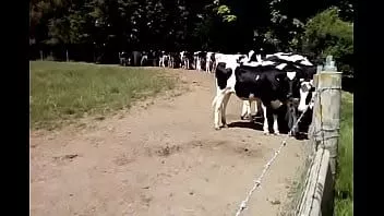 Reproduzir Vacas em cholsey 13 jun 2021 muito amigáveis